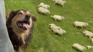 Welsh Shepherd Dogs at Their Finest  BBC Earth [upl. by Anema]