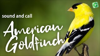 My 2 years old Goldfinch song [upl. by Assital]