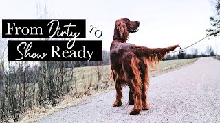 Grooming  From Dirty to Show Ready  Irish Red Setter [upl. by Virgil]