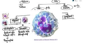 Leukocytes Introduction and Overview [upl. by Enelegna]