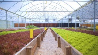 Tour an AQUAPONICS FARM in Texas 🐟  🌿 🤠 Sustainable Harvesters [upl. by Raynold717]