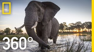 Elephant Encounter in 360  Ep 2  The Okavango Experience [upl. by Mikey]