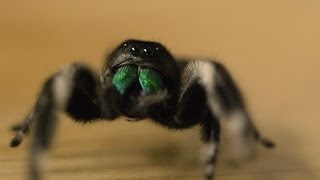 Spider hunts fly  Spider House  BBC [upl. by Nylrebma236]