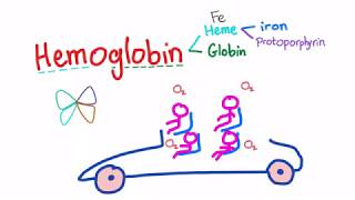 Hemoglobin Structure Whats In Your Red Blood Cell [upl. by Calbert779]