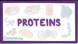 Proteins [upl. by Aikehs]