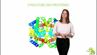 Structure des protéines [upl. by Lletnuahs]