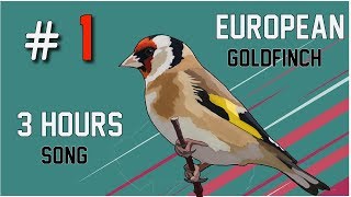 The Goldfinch  I Dont Have Time  Warner Bros Entertainment [upl. by Ona99]