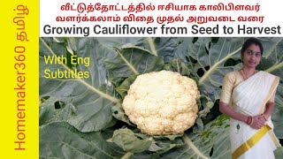 How to Grow Cauliflower in Home  காலிபிளவர் வளர்ப்பது எப்படி  Cauliflower Chedi Valarpathu Eapadi [upl. by Drof]