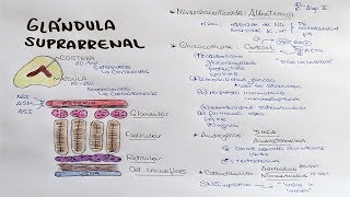 Glándula suprarrenal Aldosterona Cortisol DHEA Androstenediona [upl. by Enaz320]