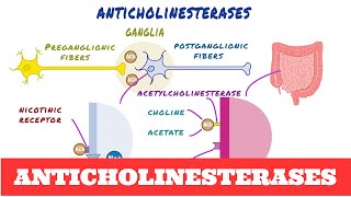 Anticholinesterases  Pharmacology [upl. by Leandro]