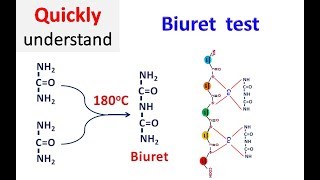 Biuret test [upl. by Ilellan]