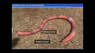 CBSE Class 11 Biology  Morphology of an Earthworm  By Shiksha House [upl. by Alin]