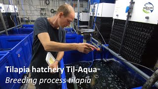 Tilapia hatchery TilAqua  Breeding process tilapia explained [upl. by Kaehpos]