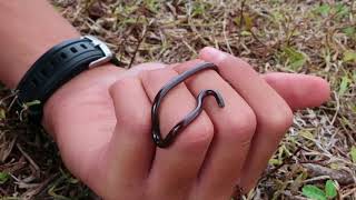 Snakes In Hawaii  The Blind snake [upl. by Abijah]