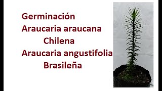 Germinación Araucaria Araucana Pewén y Angustifolia Brasileña  Anum [upl. by Carlick]