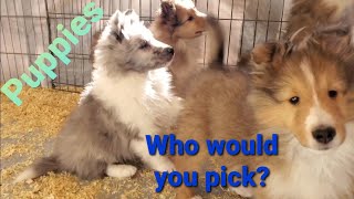 🐺 Puppies 8 weeks old Shelties Which would you pick [upl. by Frasco]