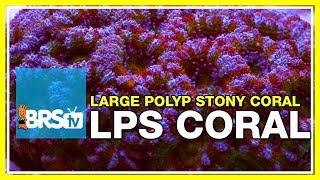 Week 36 LPS coral selection care amp placement  52 Weeks of Reefing [upl. by Happ]