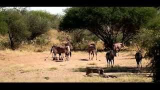 Dzika Afryka FILM Namibia 2014 Zbigniew J Boczek [upl. by Dirgni577]