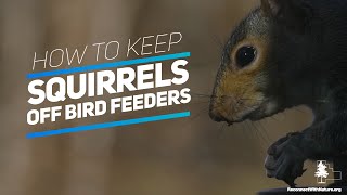 How To Keep Squirrels Off Bird Feeders [upl. by Geminian321]