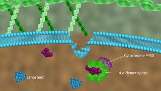 Mechanism of action of antifungal drugs [upl. by Ecnar]