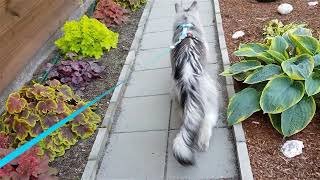 Maine Coon Felix The daily walk [upl. by Annaik108]