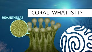 Coral What is it [upl. by Ylloj]