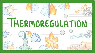 GCSE Biology  How We Control Our Body Temperature 55 [upl. by Smada406]