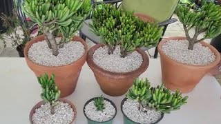 Transplantando crassula ovata quotGollumquot orejas de shrek [upl. by Hubing230]