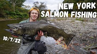 Salmon Fishing NY 2022 SMALL CREEK [upl. by Lefton300]