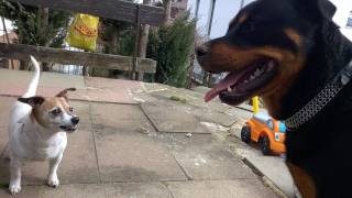 Jack Russell Terrier attacks Rottweiler [upl. by Bumgardner]