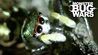 Spitting Spider Vs Metallic Green Jumping Spider  MONSTER BUG WARS [upl. by Foley]