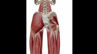 ANATOMIE FMPM MYOLOGIE DE LA HANCHE [upl. by Anjela983]