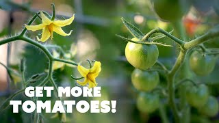 How to HandPollinate TOMATO Flowers for Better Yields 🍅 [upl. by Ahsias319]