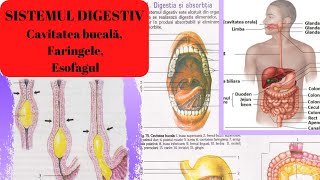 ADMITERE MEDICINA SISTEMUL DIGESTIV 1 Cavitatea bucală faringele si esofagul [upl. by Musser]