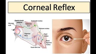 Corneal Reflex [upl. by Lluj]