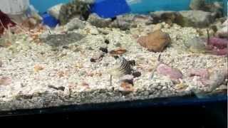 WHY YOU NEED NASSARIUS SNAILS IN YOUR SALTWATER TANK [upl. by Airdni]