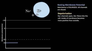 Depolarization vs Repolarization Action Potentials [upl. by Anavlis969]