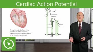 Cardiac Action Potential  Cardiology  Lecturio [upl. by Notyal958]