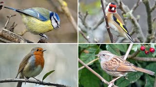 UK Garden Bird Identification Guide  Bird Names and Songs [upl. by Colan]