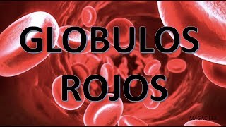 GLOBULOS ROJOS [upl. by Notgnihsaw]