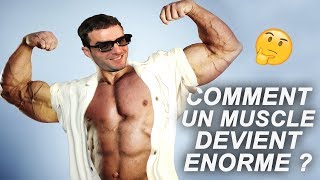 COMMENT UN MUSCLE DEVIENT ÉNORME  Vrai ou Faux 74 [upl. by Aira]