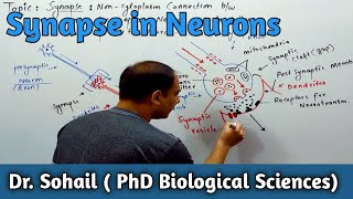 Synapse  Coordination amp Control  12th Biology  MDCAT Biology  Dr Sohail [upl. by Anirdnaxela]