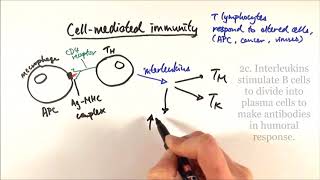 AS Biology  Cellmediated immunity OCR A Chapter 126 [upl. by Mackey]