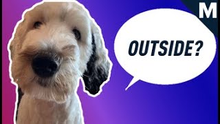 How To Teach Your Dog to Talk  Mashable [upl. by Chevalier366]