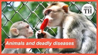 All about Zoonotic Diseases [upl. by Kcirdlek]