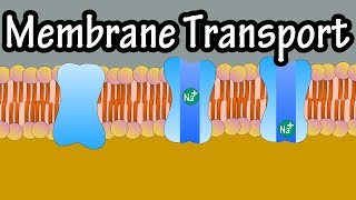 Cell Membrane Transport  Transport Across A Membrane  How Do Things Move Across A Cell Membrane [upl. by Opalina]