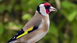 THE SOUNDS OF GOLDFINCHES – Their Songs and Calls [upl. by Cutcliffe]