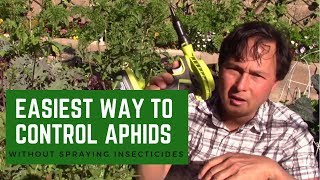 Easiest Way to Control Aphid amp Whitefly Pests without Insecticide [upl. by Naimed831]