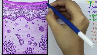 Histology of Thick SkinGlabrous skin [upl. by Htederem]