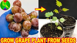 How to grow grape plants from seeds [upl. by Ayotna]